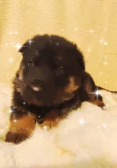 Německý ovčák štěňata s PP