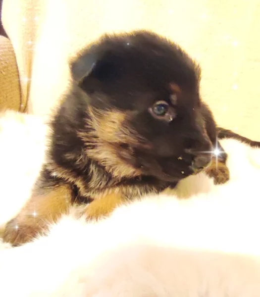 Německý ovčák štěňata s PP