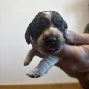 Německý křepelák s PP