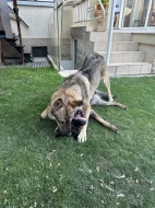 Rok a půl starý Kavkaský pastevecký/Československý Vlčák