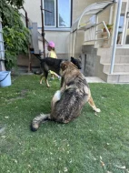 Rok a půl starý Kavkaský pastevecký/Československý Vlčák