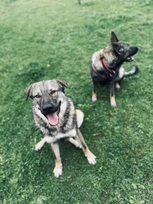 Rok a půl starý Kavkaský pastevecký/Československý Vlčák