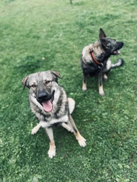 Rok a půl starý Kavkaský pastevecký/Československý Vlčák