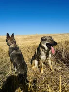 Rok a půl starý Kavkaský pastevecký/Československý Vlčák