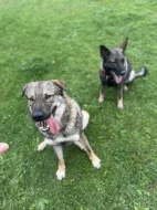 Rok a půl starý Kavkaský pastevecký/Československý Vlčák