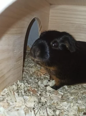 Holky morčata, 2 leté