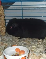 Holky morčata, 2 leté