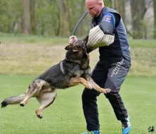 Německý ovčák štěnata s pp