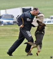 Německý ovčák štěnata s pp