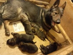 Německý ovčák štěnata s pp