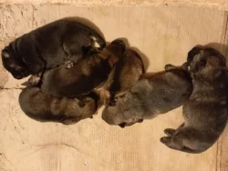 Německý ovčák štěnata s pp