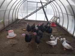 Nabízím krůty a krocany