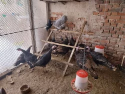 Nabízím krůty a krocany