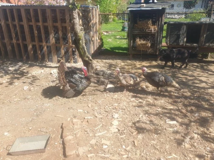 Nabízím krůty a krocany