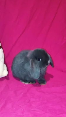 Minilop zakrslý beránek