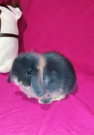 Minilop zakrslý beránek