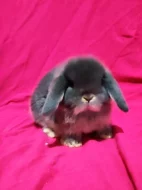 Minilop zakrslý beránek