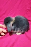 Minilop zakrslý beránek