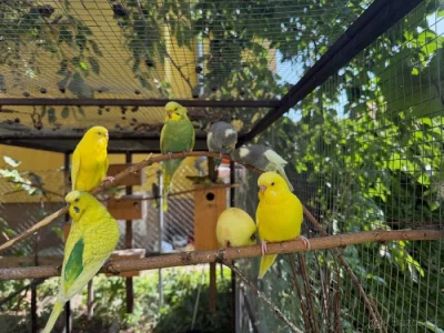 papoušek Vlnkovany-andulka