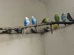 papoušek Vlnkovany-andulka