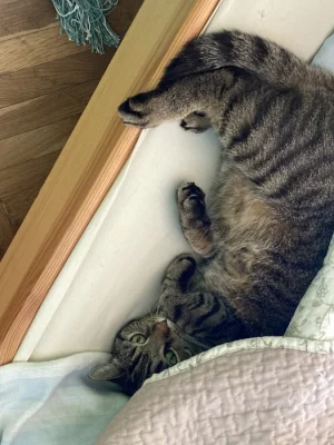 Daruji kocoura Gaiuse