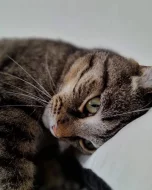 Daruji kocoura Gaiuse