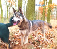 Štěňata kříženců Českosl.vlčxHuskyx Němec.ovč.