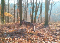 Štěňata kříženců Českosl.vlčxHuskyx Němec.ovč.