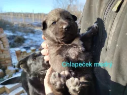 Štěňata kříženců Českosl.vlčxHuskyx Němec.ovč.