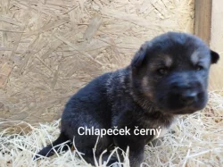 Štěňata kříženců Českosl.vlčxHuskyx Němec.ovč.