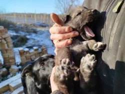 Štěňata kříženců Českosl.vlčxHuskyx Němec.ovč.