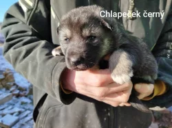 Štěňata kříženců Českosl.vlčxHuskyx Němec.ovč.