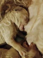 Štěně pudla středního PEJSEK apricot