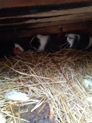 Mohu nabídnout nádherné mazlíčci