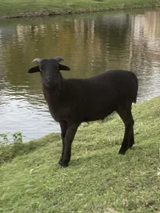 Kamerunský beránek