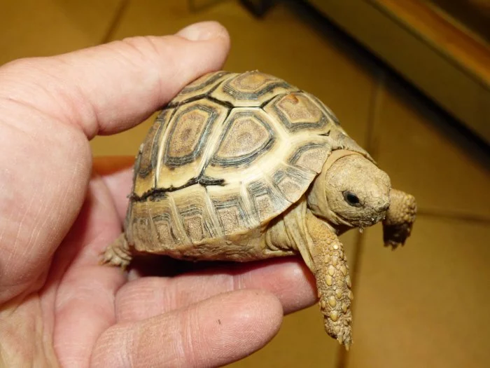 Želva pardálí (Stigmochelys pardalis)