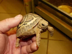 Želva pardálí (Stigmochelys pardalis)