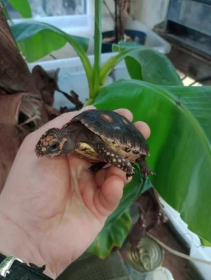 Želva uhlířská (Chelonoidis carbonaria)