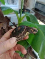 Želva uhlířská (Chelonoidis carbonaria)