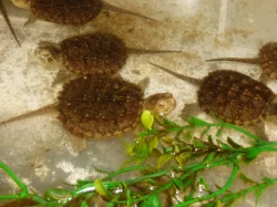 Kajmanka dravá (Chelydra serpentina) vlastní odchov