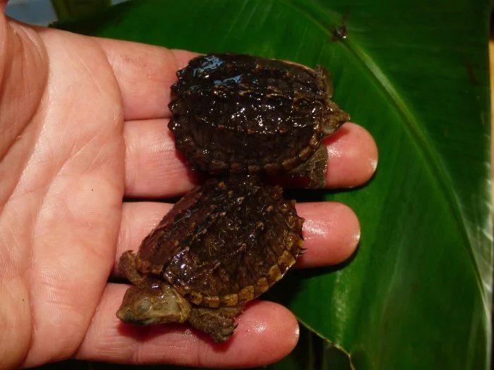 Kajmanka dravá (Chelydra serpentina) vlastní odchov