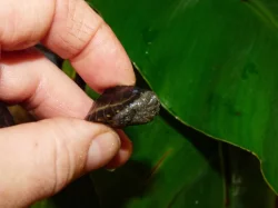 Klapavka obecná (Sternotherus odoratus)