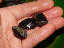 Klapavka obecná (Sternotherus odoratus)