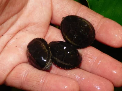 Klapavka obecná (Sternotherus odoratus)