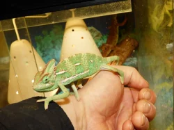 Chameleon jemenský (Chamaeleo calyptratus)