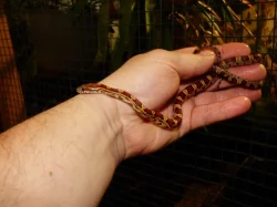 Užovka červená (Pantheropis gitatus) klasik