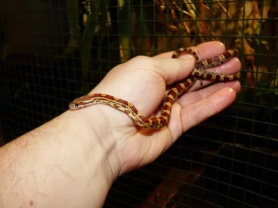 Užovka červená (Pantheropis gitatus) klasik