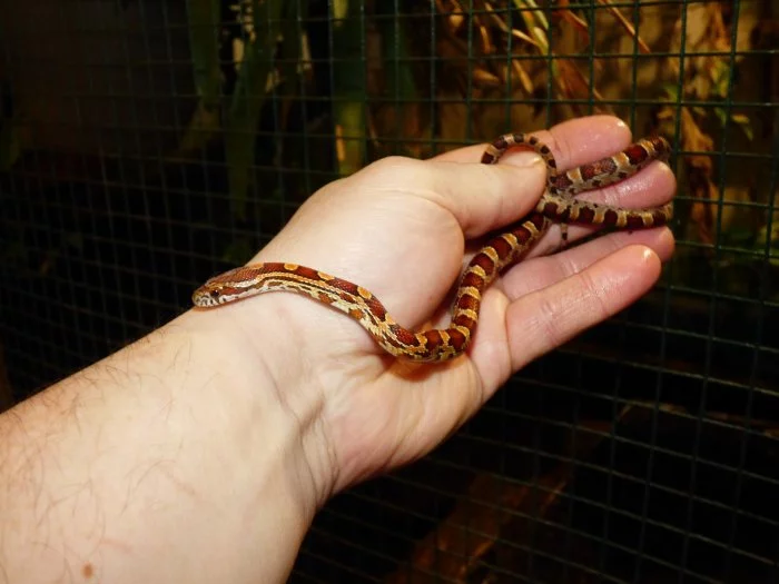 Užovka červená (Pantheropis gitatus) klasik