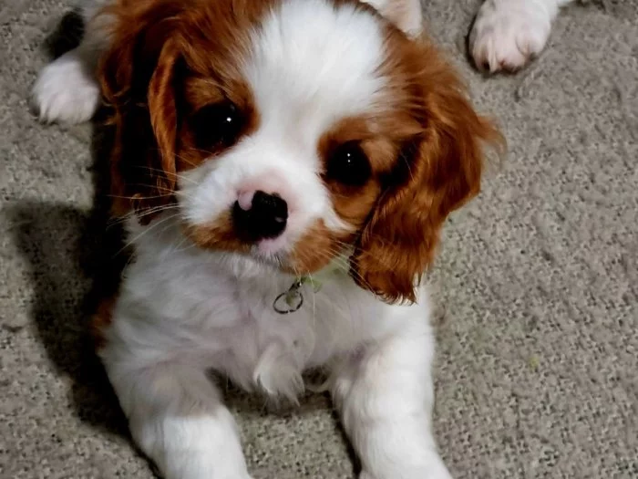 Kavalír King Charles španěl