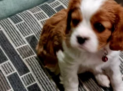 Kavalír King Charles španěl